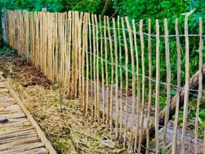 Ganivelle noisetier jardin