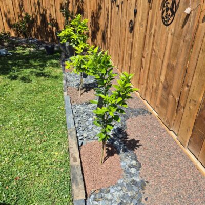 Jeunes citronniers plantés dans un massif de graviers décoratifs le long d'une clôture en bois ensoleillée.