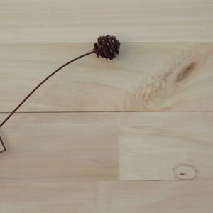 Parquet massif peuplier rustique